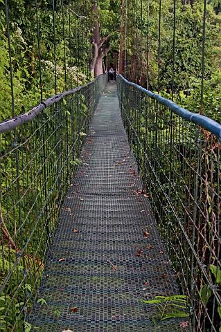 066 Tropical forest skyway, Costa Rica.JPG